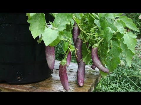 Harvesting Mitoyo Rosita Ping Tung and Little Fingers Eggplants