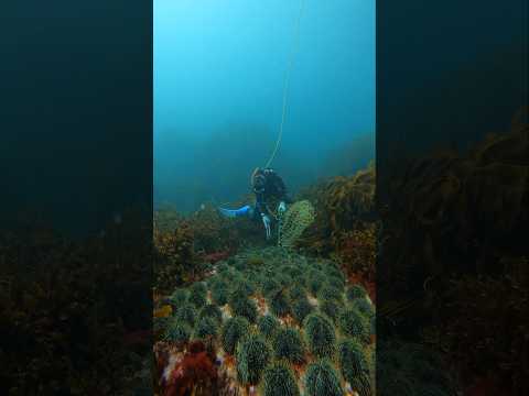 Deep kina harvest #asmr