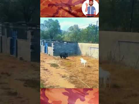 Dogo Argentino sorprendido por un jabalí #animals #dog #animales #jabali