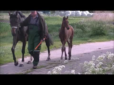 HF2020 Fürst Belissaro Don Index