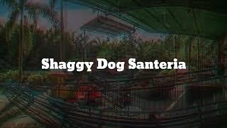 Download lagu Story WA Shaggy Dog Santeria mp3
