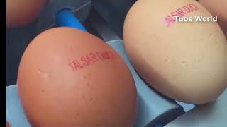 ব্রয়লার ও ডিম প্রসেসিং পদ্ধতি