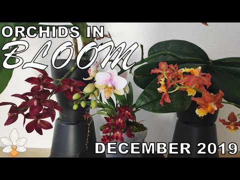 Orchids in Bloom December 2019