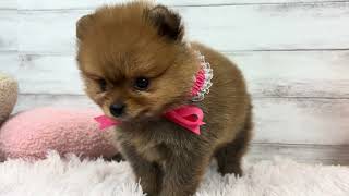 ポメラニアンの動画01