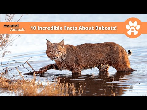10 Incredible Facts About Bobcats