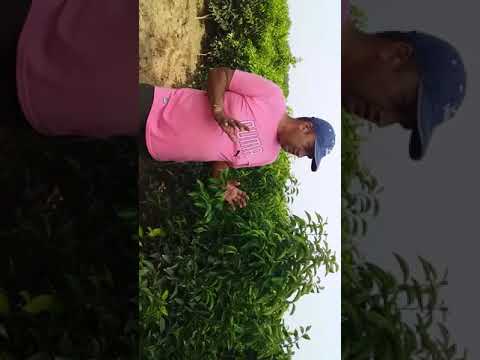 Dhanraj fruit nursery NHB APROUD