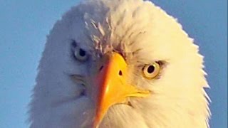 preview picture of video 'AMAZING American Bald Eagle at 30 ft & 1200mm lens'