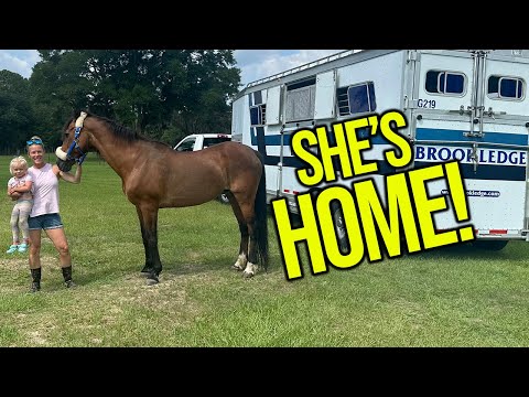 Horse home after 3,000 mile trip - tips for transport