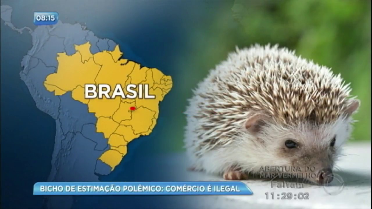 Ouriço domesticado que virou febre no mundo é ilegal no Brasil
