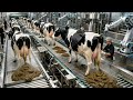 Inside The Cow Dung Power Factory How Animal Waste Is Turned Into Electricity Full Process