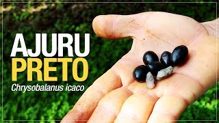 Miniatura do vídeo