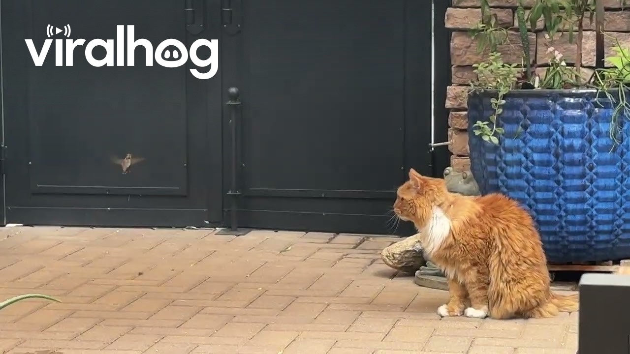Hummingbird Taunts Scaredy Cat || ViralHog