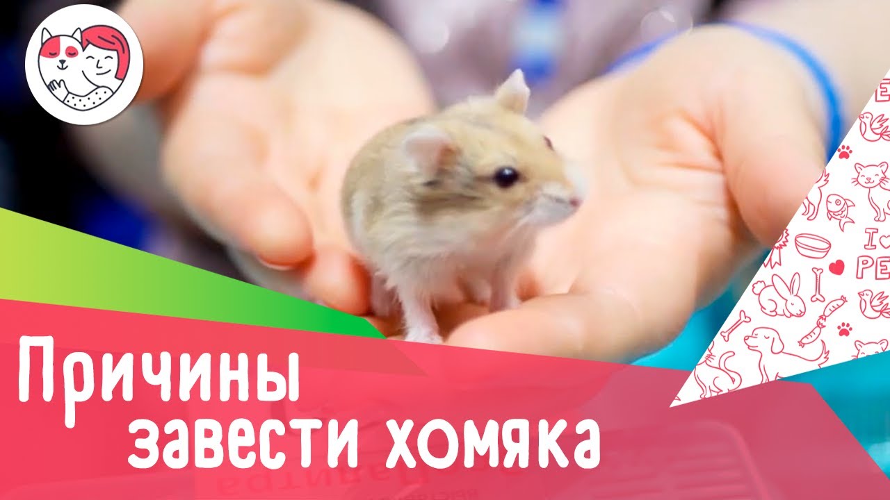 5 причин, по которым стоит завести хомяка