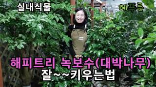 해피트리 녹보수(대박나무) 잘~키우는법