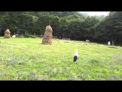Barza la Pensiunea Cotiso   in Tabara pe Transalpina la Prislop, Sarmizegetusa Regia, Fetele Albe, C