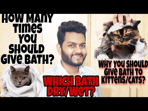 How Many Times You Should Bath Cats/kitten in Summers? Benefits of Bathing in Summer| SM Videos