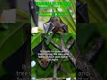2023-08-23 New Caledonia Long-tailed Fruit Bat