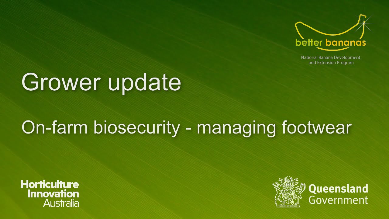 On-farm biosecurity to protect against Panama TR4 - managing footwear