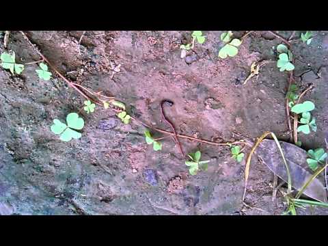 Fuck up The Nightwalker by The Ants part 1