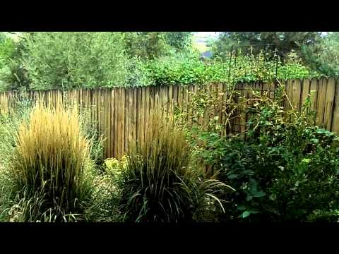 巨大なパイプグラス「カール・フェルスター」 植物