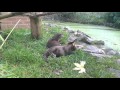 2 Animals Are Juggling In An Adorable Manner