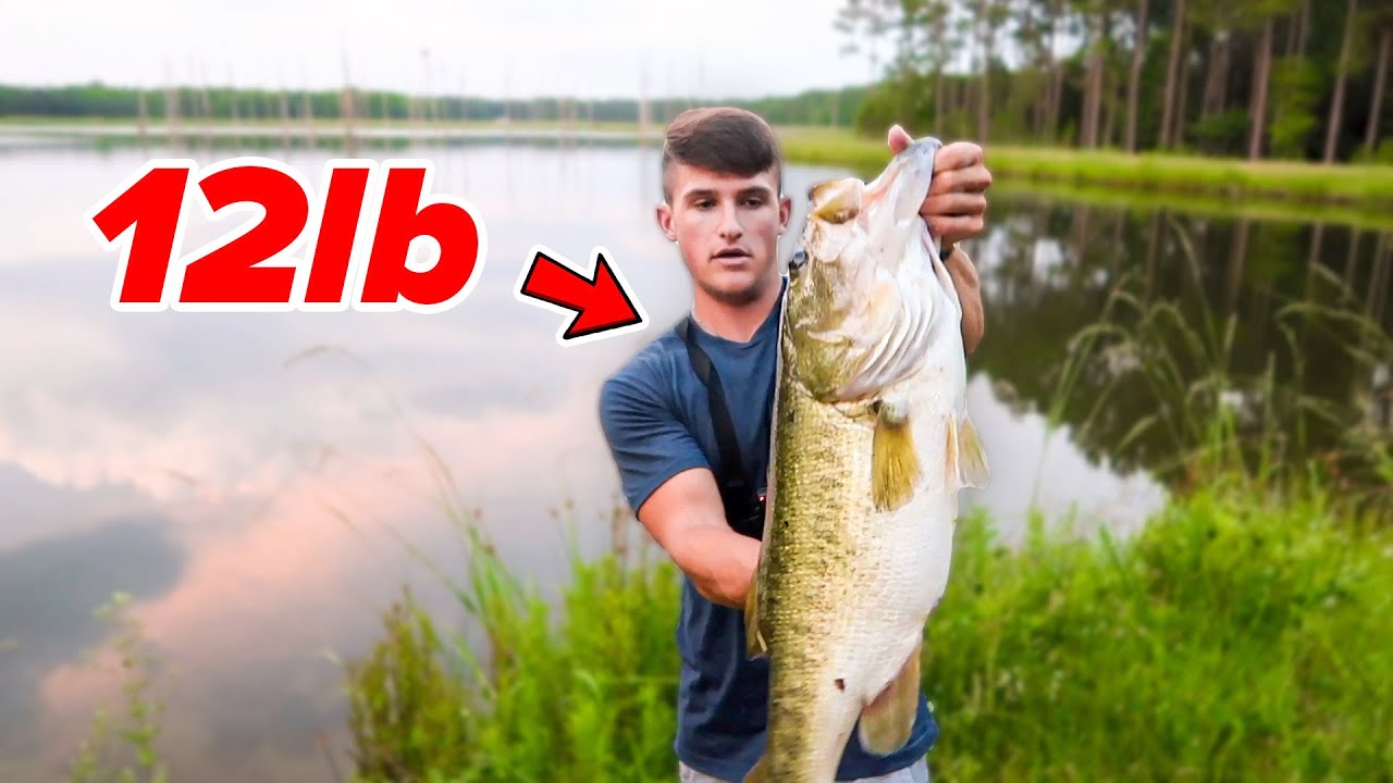 Watch Catching My BIGGEST Bass EVER - 12lber (Bank Fishing) Video