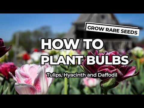 How To Plant Bulbs: Tulip, Hyacinth and Daffodil