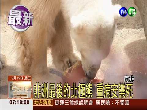 非洲最後的北極熊 重病安樂死