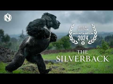 The Silverback