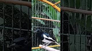 Download lagu Kacer isian gereja tarung mp3 Download lagu Kacer isian gereja tarung mp3