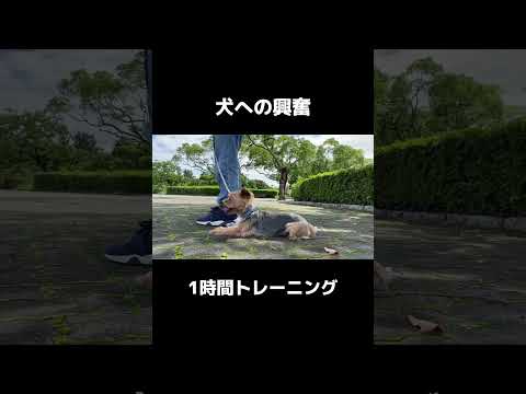 ヨークシャーを訓練するためのヒント