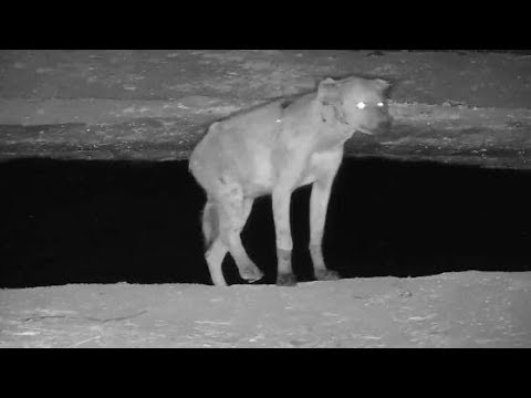 Djuma: Lone Hyena (June) with injured right rear leg and bloody - 22:47 - 11/05/19