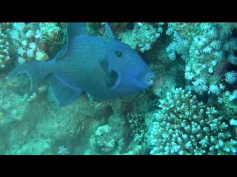 Nachttauchen Ras Nasrani, Ras Nasrani (Sharm El Sheikh),Ägypten