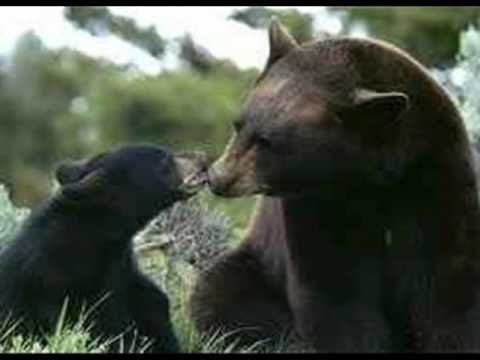 Fehérholló Öskü-Szívdobbanás...