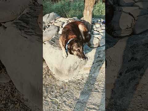 #pets #doglife #germanshepherd #shortsfeed #funny #malinois