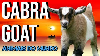 Sons de Cabra | Goat sounds | Animais do Mundo | animais da fazenda