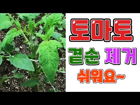 NSP pelangsing buy Cara memompa dan menghilangkan lemak dari perut