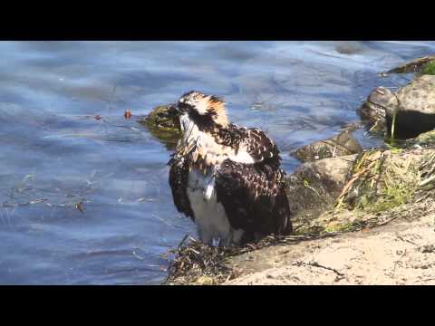 Osprey Fledgling