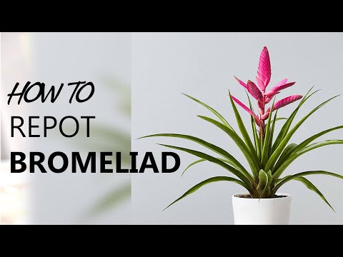 How to repot - Saving a Bromeliad  | house plants and indoor gardening