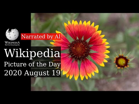 Wikipedia Picture of the Day: 2020-08-19 - Gaillardia pulchella (Narrated by Matthew)