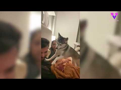 El husky pone paz entre sus dueños cuando discuten