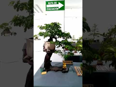 Kokoro No Mori A.C Annual Bonsai Show October 2022