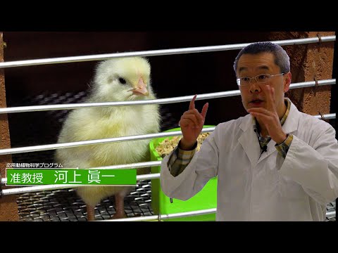 広島大学生物生産学部　教授に聞く　河上 眞一 准教授