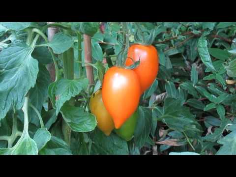 Aztec Gold Tomato HD Video