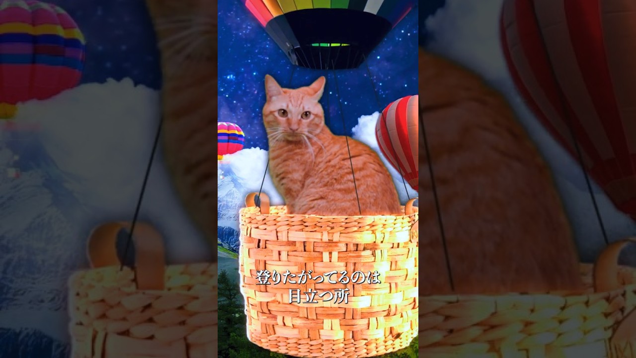 にゃんにゃんにゃんの日 #DOTAMA #SR23 #DIABOLO #社交辞令 #猫の日