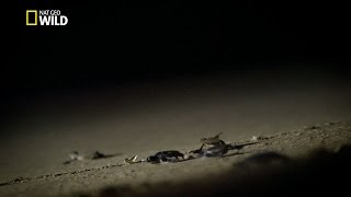 La vie difficile des tortues de mer
