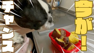 愛犬も飛びつく旨さ！😳💦