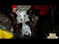 Loyal Dog Keeps Missing Oregon Woman Warm Signals To Rescuers To Find Her