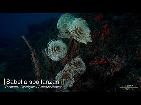 Sabella spallanzanii