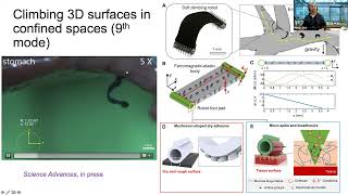 Metin Sitti--Adaptive soft-bodied bioinspired multilocomotion in confined spaces